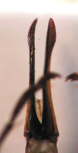 Pachydema cartaginensis