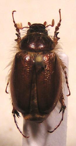 Pachydema grandipalpis