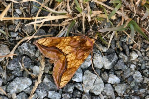 Réf. 16 183 : Panchrysia deaurata