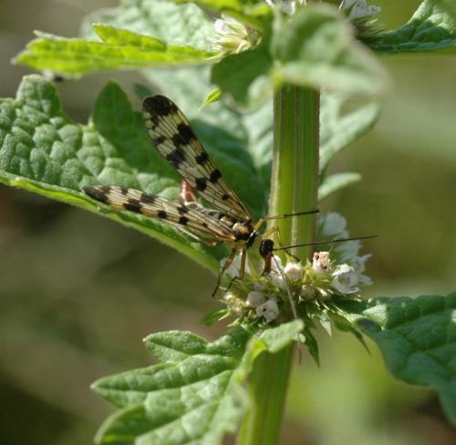Panorpa vulgaris