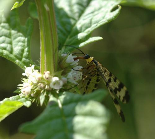 Panorpa vulgaris