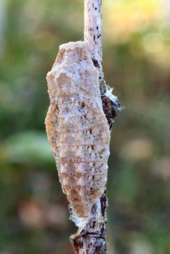 Réf. 16 248 : Papilio alexanor