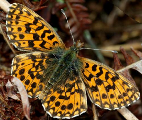 photo de papillon