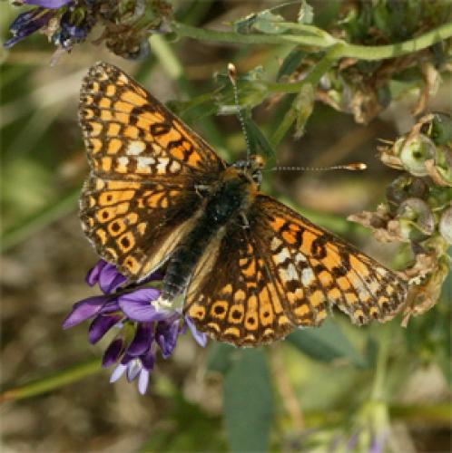 Melitaea cinxia