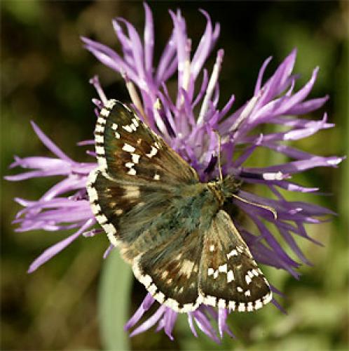 Pyrgus sp.