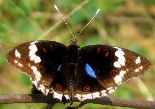 Junonia oenone
