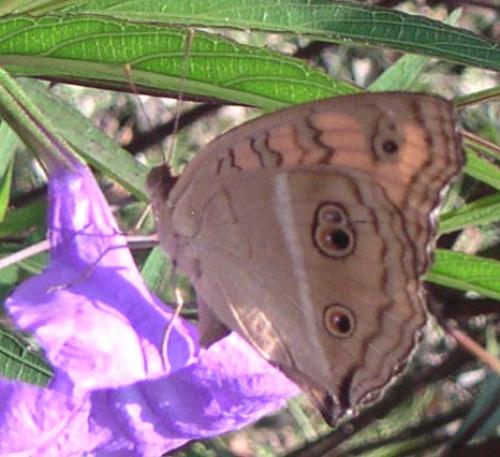 Junonia almana