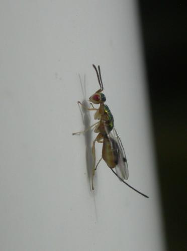 Megastigmus sp.