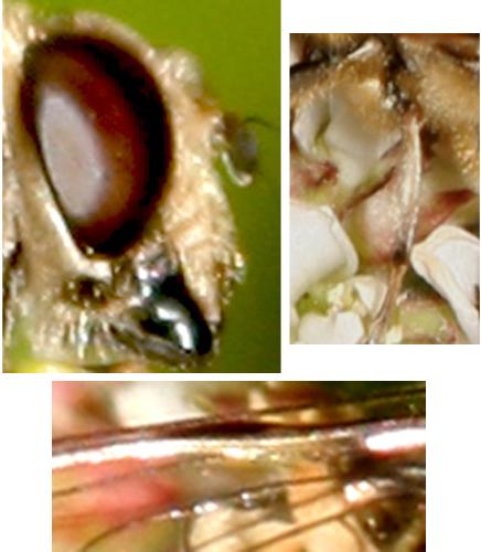 Eristalis similis