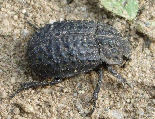 Trox perlatus
