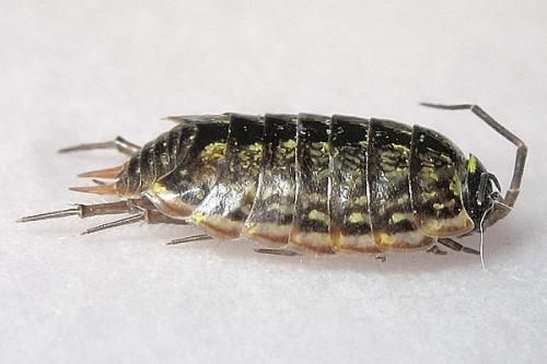 Philoscia muscorum