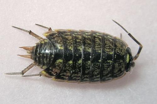 Philoscia muscorum