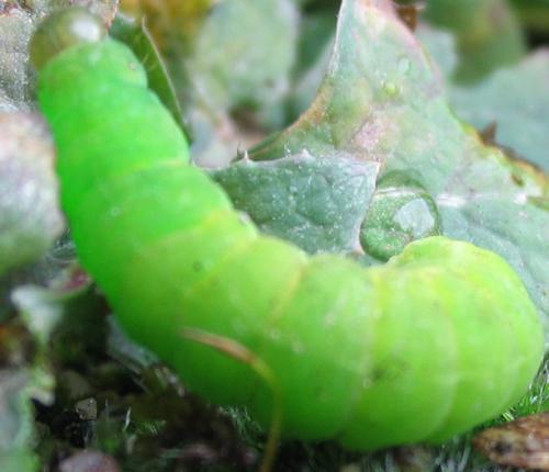 Phlogophora meticulosa