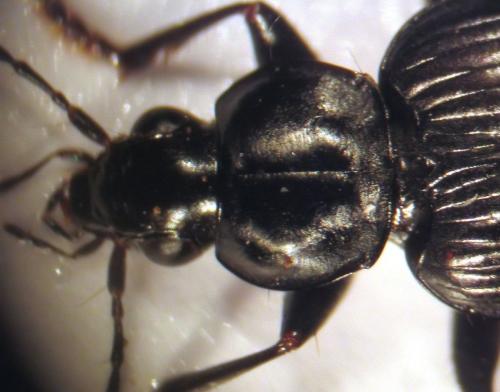 Réf. 16 729 : Agonum lugens