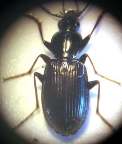 Réf. 16 971 : Agonum fuliginosum