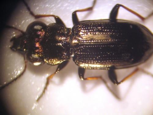 Réf. 16 854 : Notiophilus palustris