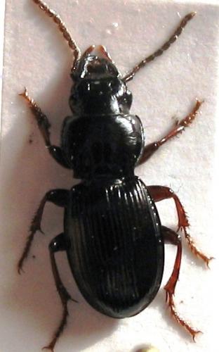 Molops piceus