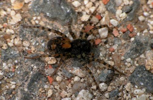 Arctosa perita