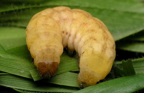 Phlogophora meticulosa