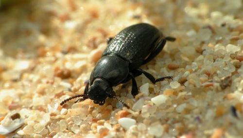 Phylan pilipes