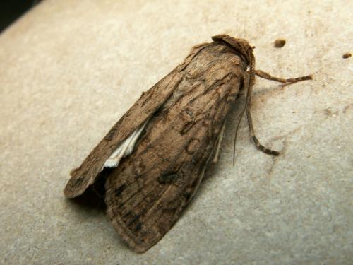Réf. 16 809 : Agrotis segetum