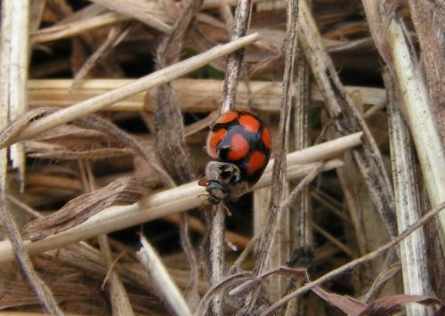 Adalia decempunctata
