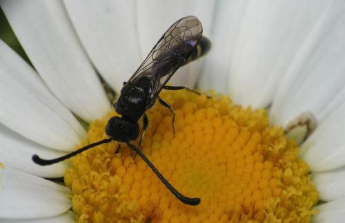 Monosapyga clavicornis