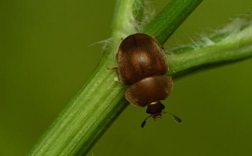 Cychramus luteus