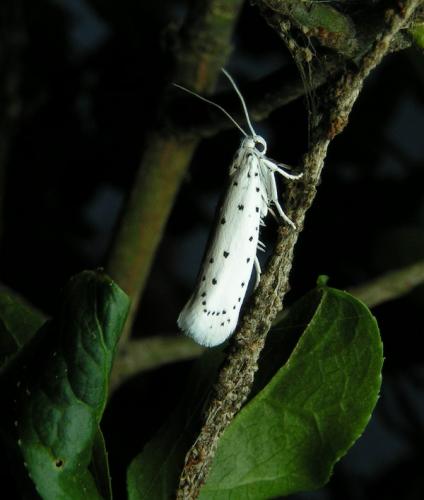 Yponomeuta sp.