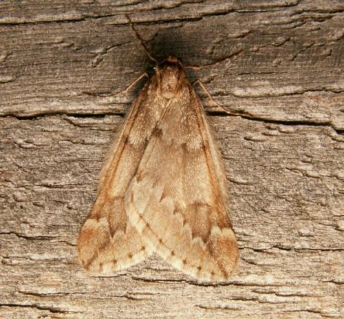 Alsophila aescularia