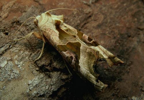Phlogophora meticulosa