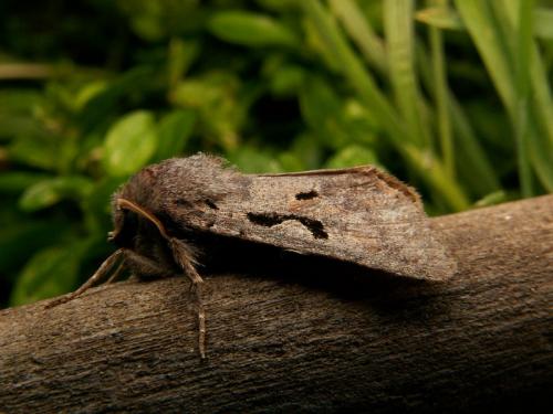 Réf. 16 986 : Orthosia gothica