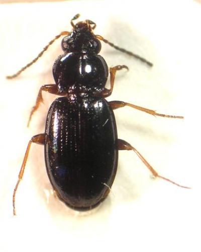 Bembidion sp.