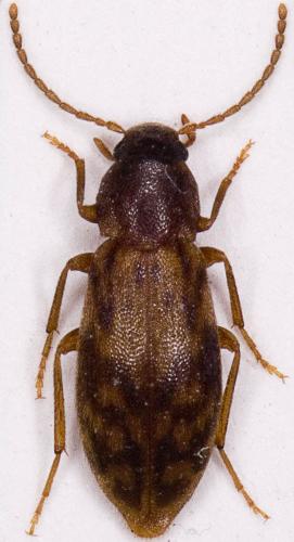Marolia variegata