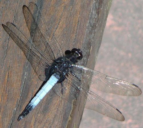 Réf. 16 253 : Orthetrum triangulare