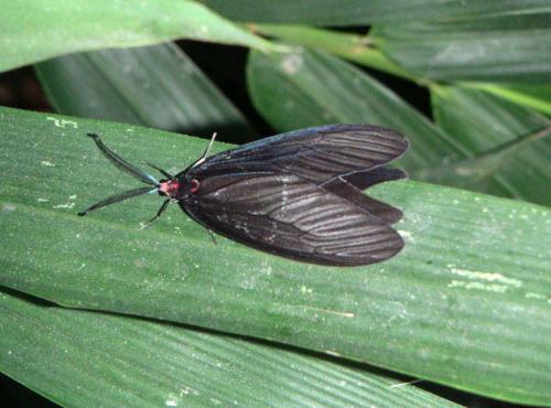 Histia sp.