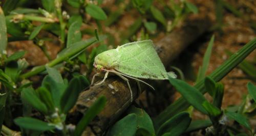 Bena bicolorana