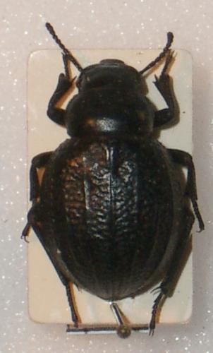 Réf. 16 460 : Pimelia angusticollis