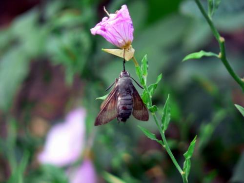 Réf. 16 438 : Macroglossum stellatarum