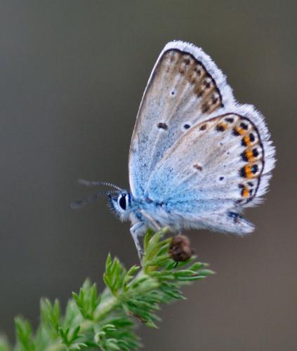 Réf. 16 193 : Plebejus argus