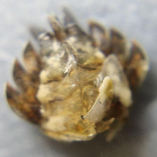 Réf. 16 133 : Trachelipus rathkii
