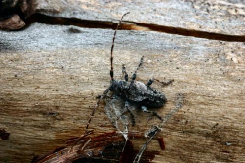 Pogonocherus decoratus