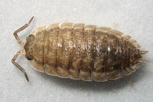 Réf. 16 488 : Porcellio scaber