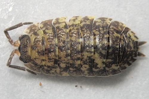 Réf. 16 489 : Porcellio scaber