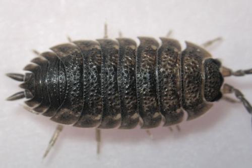 Réf. 16 104 : Porcellio scaber