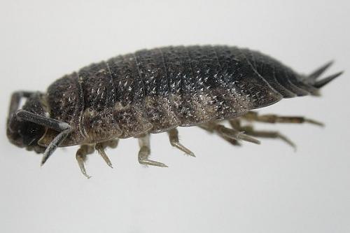 Porcellio scaber
