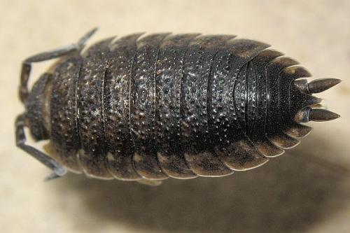 Porcellio scaber