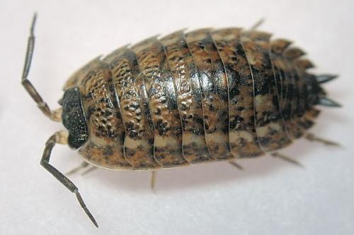 Réf. 16 108 : Trachelipus rathkii