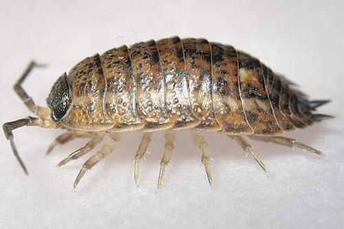 Réf. 16 106 : Trachelipus rathkii
