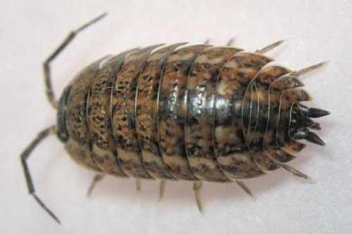 Réf. 16 105 : Trachelipus rathkii